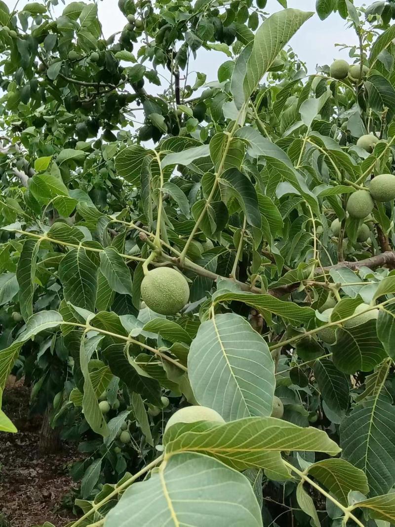 我能的核桃来自大山深处口感香甜，皮薄瓤子饱满，礼品2号