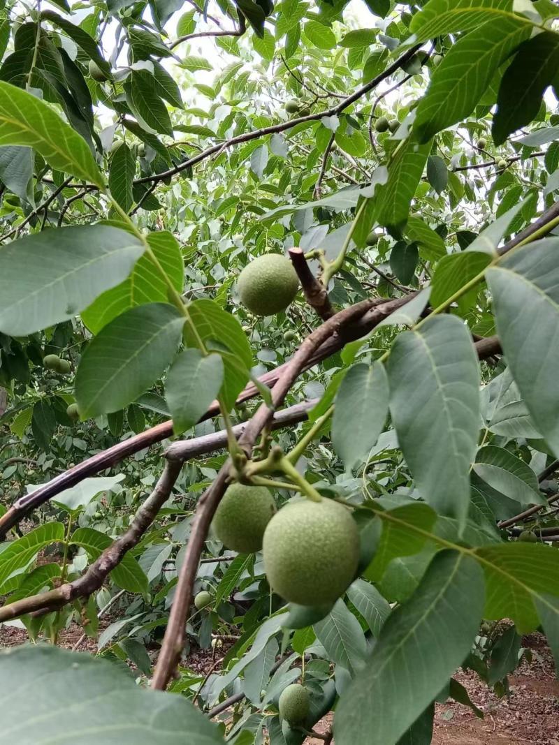 我能的核桃来自大山深处口感香甜，皮薄瓤子饱满，礼品2号