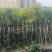 光杆桃花心木树10～15公分基地直销规格齐全欢迎来电