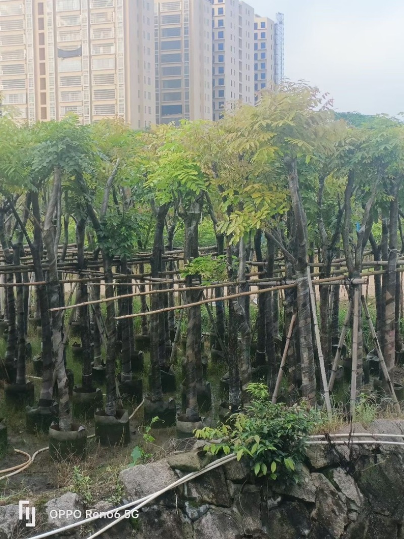 光杆桃花心木树10～15公分基地直销规格齐全欢迎来电