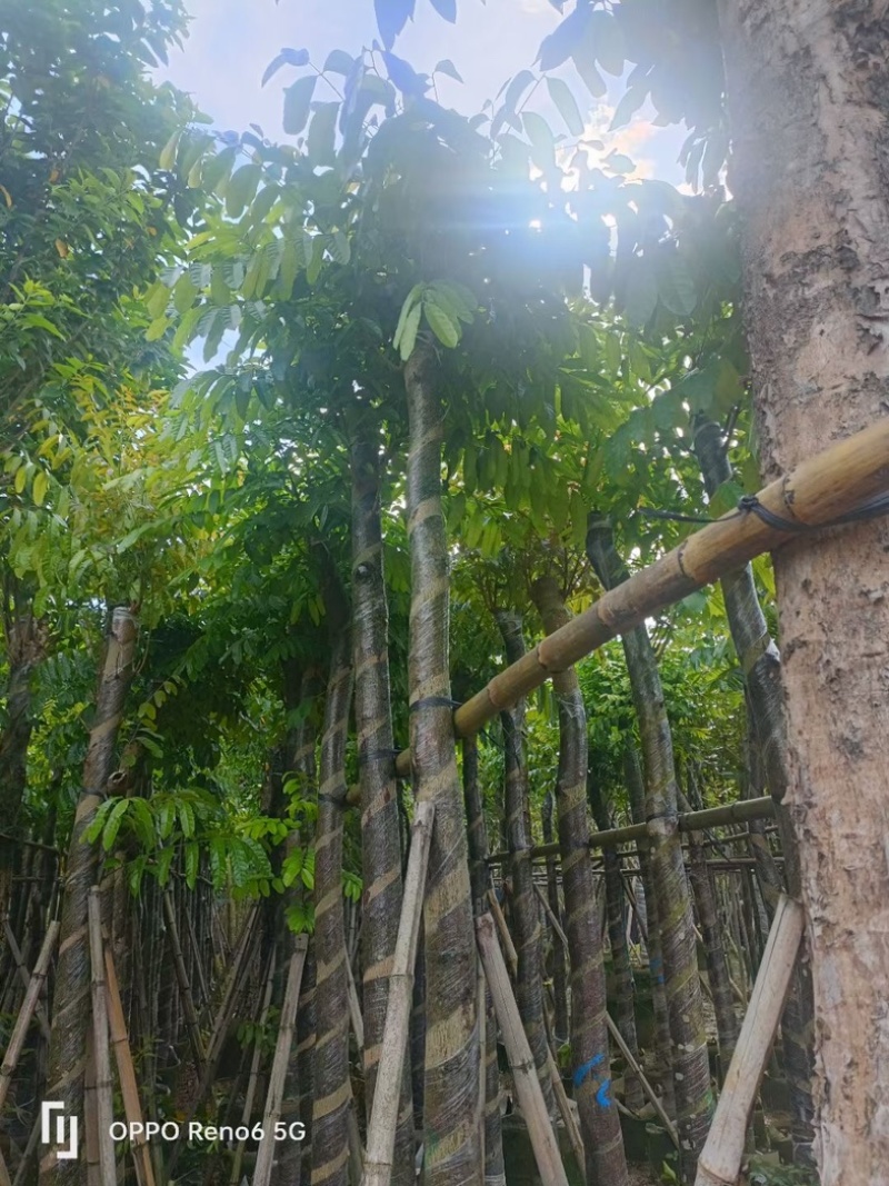 光杆桃花心木树10～15公分基地直销规格齐全欢迎来电