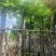 光杆桃花心木树10～15公分基地直销规格齐全欢迎来电