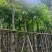 光杆桃花心木树10～15公分基地直销规格齐全欢迎来电