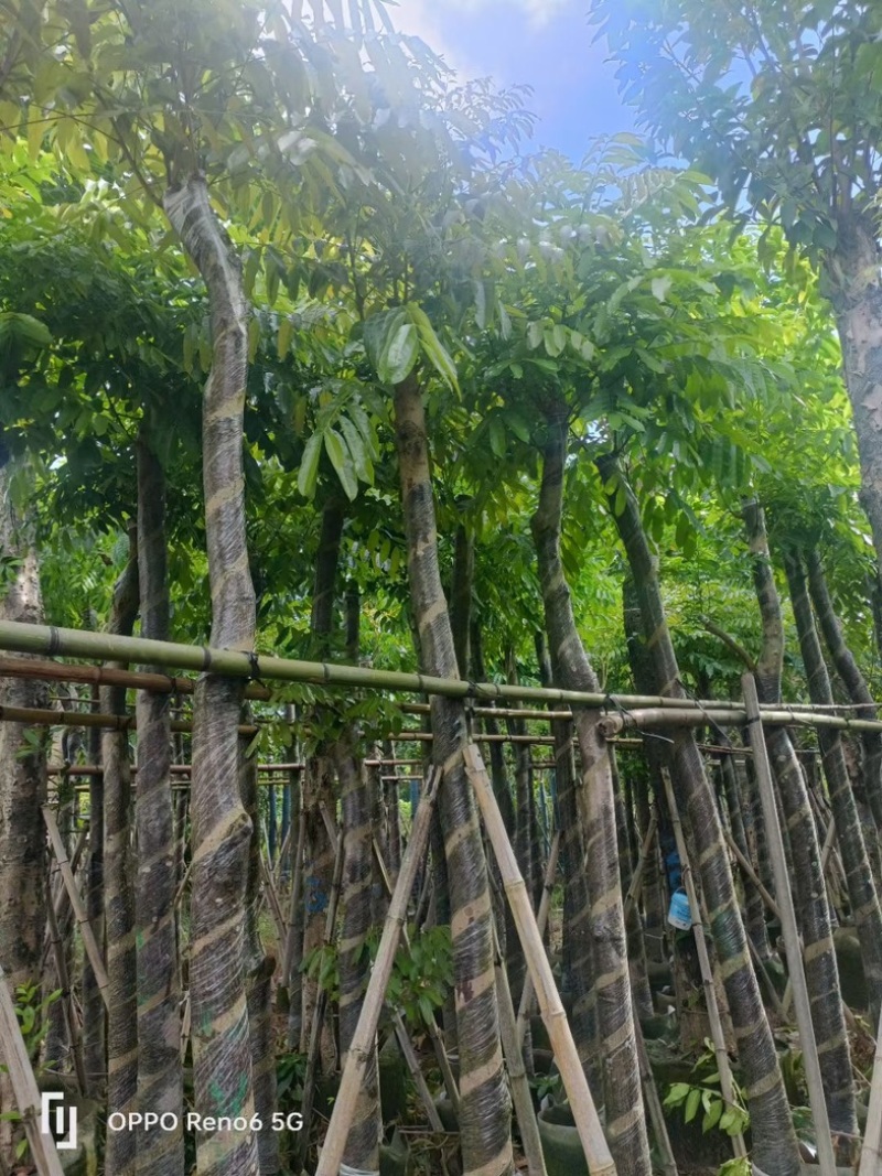 光杆桃花心木树10～15公分基地直销规格齐全欢迎来电