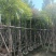 光杆桃花心木树10～15公分基地直销规格齐全欢迎来电