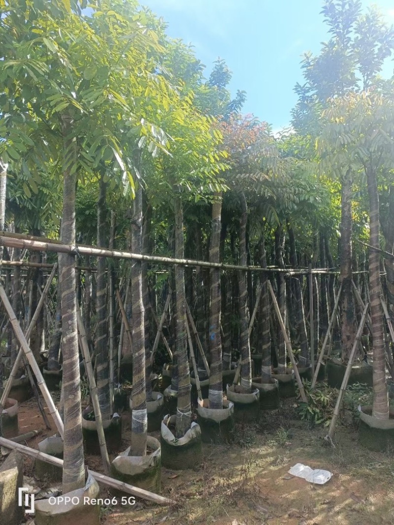 光杆桃花心木树10～15公分基地直销规格齐全欢迎来电