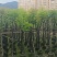光杆桃花心木树10～15公分基地直销规格齐全欢迎来电