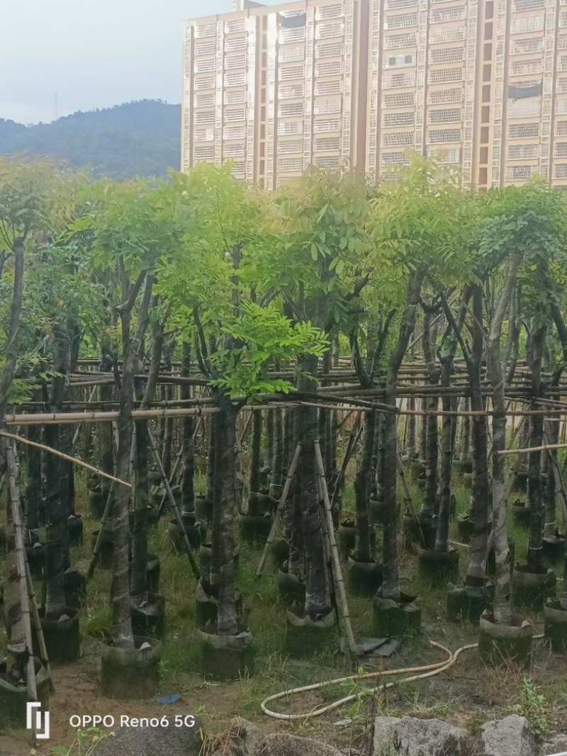 光杆桃花心木树10～15公分基地直销规格齐全欢迎来电