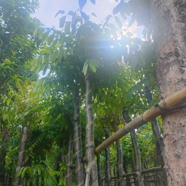 光杆桃花心木树10～15公分基地直销规格齐全欢迎来电