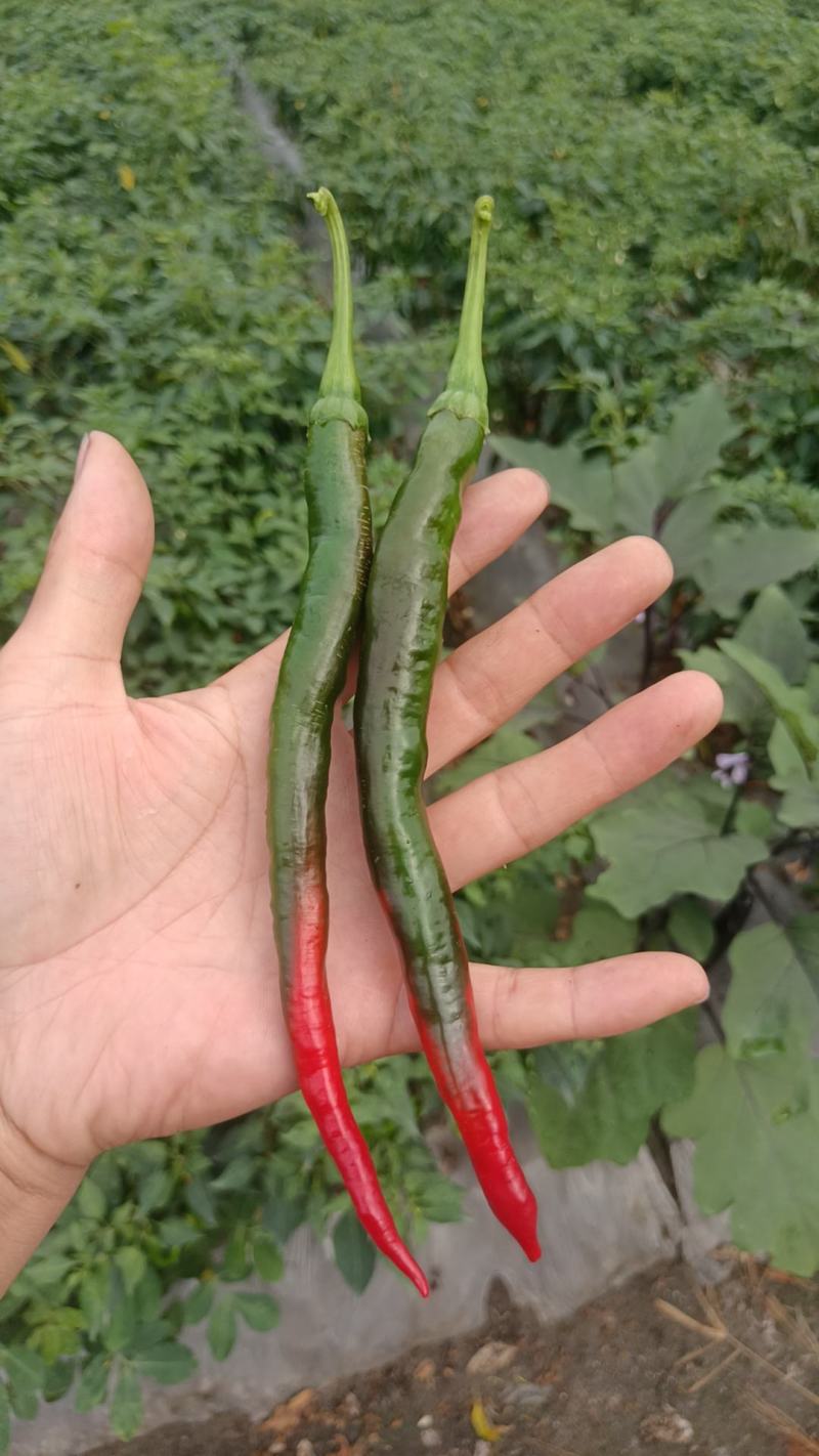 酱红乌红辣椒上市，3号线椒二荆条都有