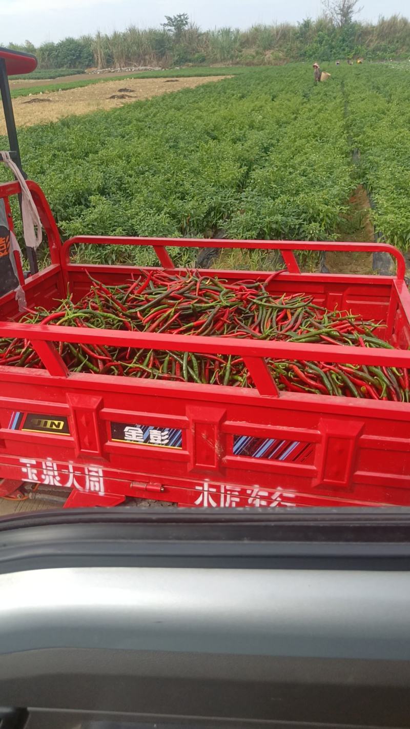 酱红乌红辣椒上市，3号线椒二荆条都有