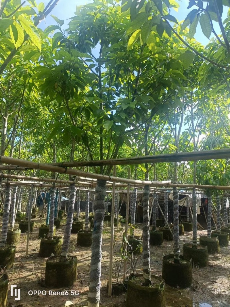 白玉兰大冠幅8～15公分基地直销规格齐全欢迎来电洽谈
