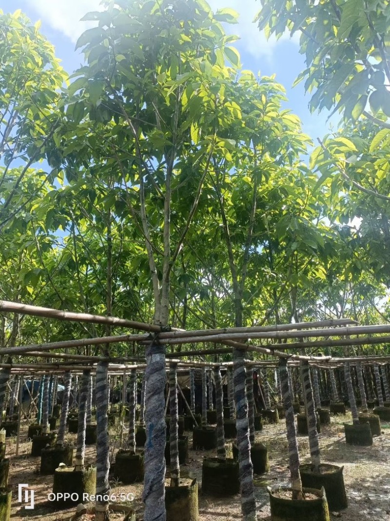 白玉兰大冠幅8～15公分基地直销规格齐全欢迎来电洽谈