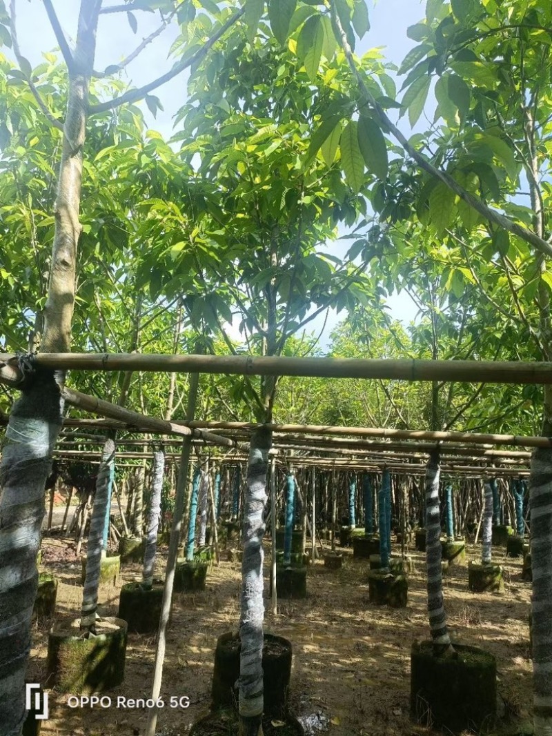 白玉兰大冠幅8～15公分基地直销规格齐全欢迎来电洽谈
