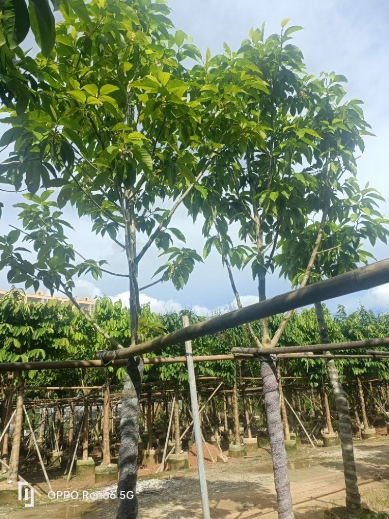 白玉兰大冠幅8～15公分基地直销规格齐全欢迎来电洽谈