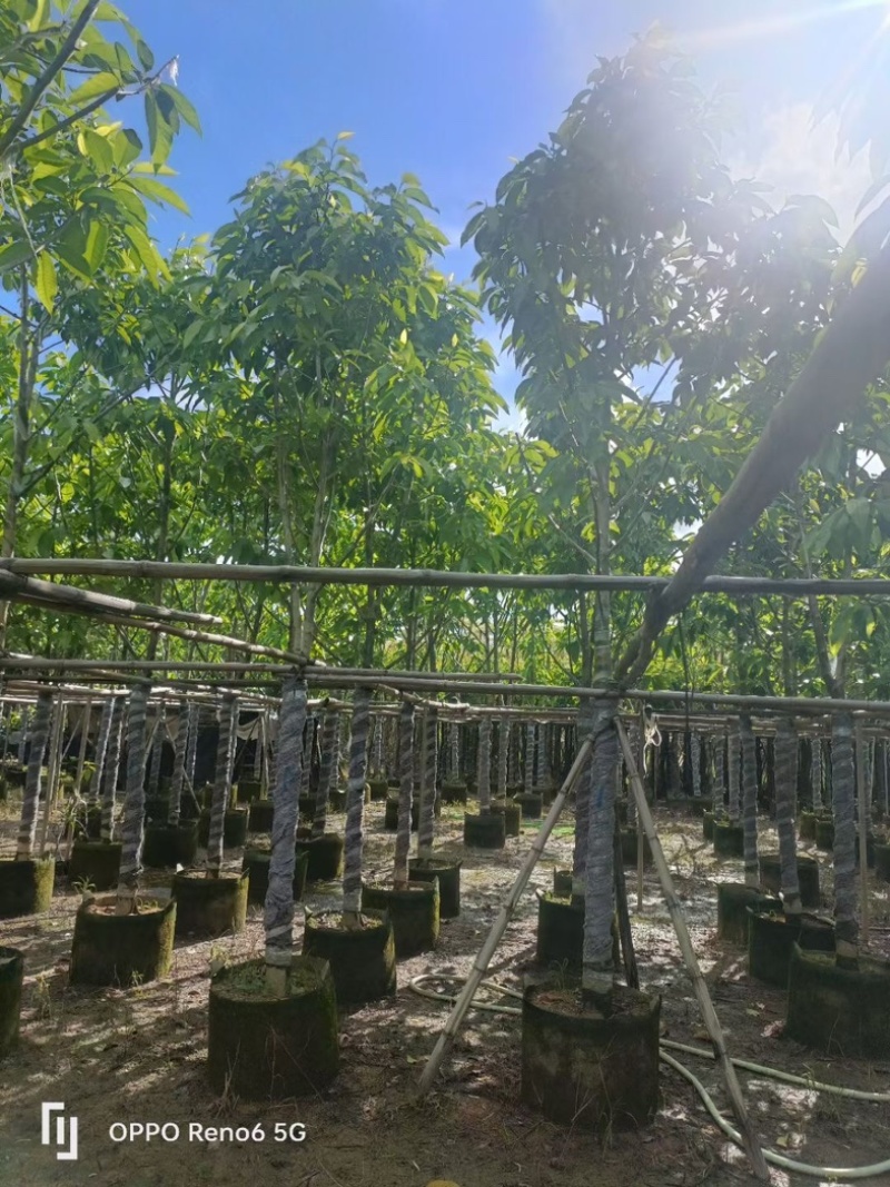 白玉兰大冠幅8～15公分基地直销规格齐全欢迎来电洽谈