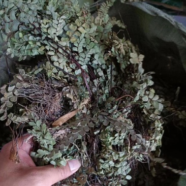 中药材野生猪鬃草,铁线蕨,铁线草,猪毛七,猪棕草
