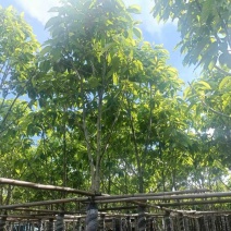 白玉兰大冠幅8～15公分基地直销规格齐全欢迎来电洽谈