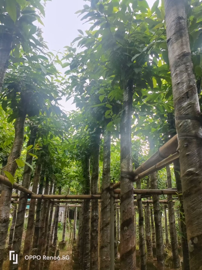 水翁树5～20公分基地直销规格齐全欢迎老板来电洽谈