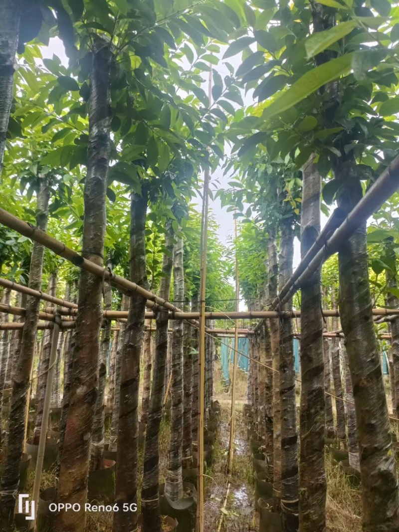水翁树5～20公分基地直销规格齐全欢迎老板来电洽谈