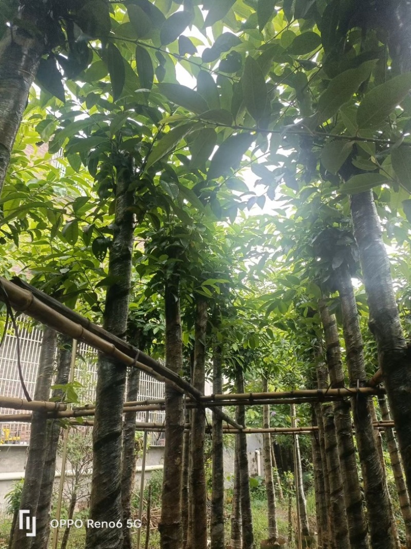 水翁树5～20公分基地直销规格齐全欢迎老板来电洽谈