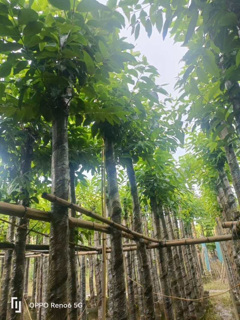 水翁树5～20公分基地直销规格齐全欢迎老板来电洽谈