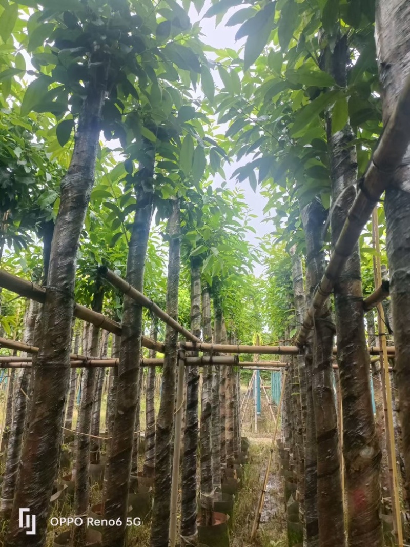 水翁树5～20公分基地直销规格齐全欢迎老板来电洽谈
