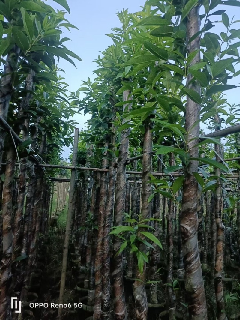 水翁树5～20公分基地直销规格齐全欢迎老板来电洽谈