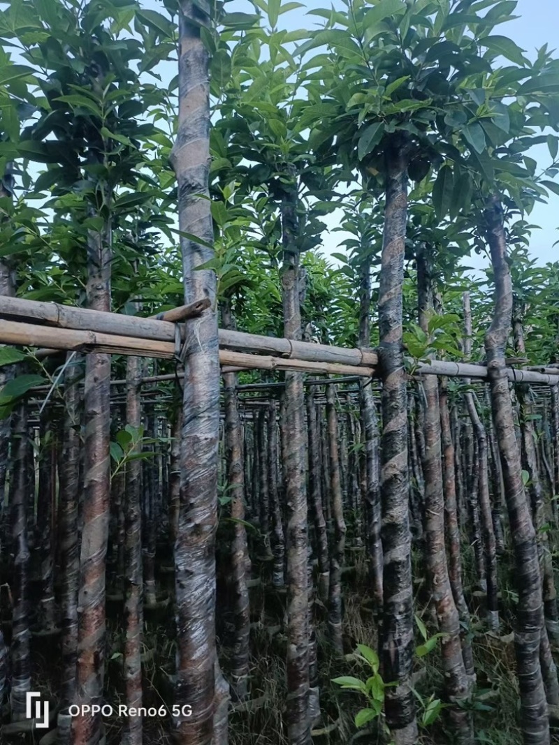 水翁树5～20公分基地直销规格齐全欢迎老板来电洽谈