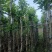 水翁树5～20公分基地直销规格齐全欢迎老板来电洽谈