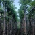 水翁树5～20公分基地直销规格齐全欢迎老板来电洽谈