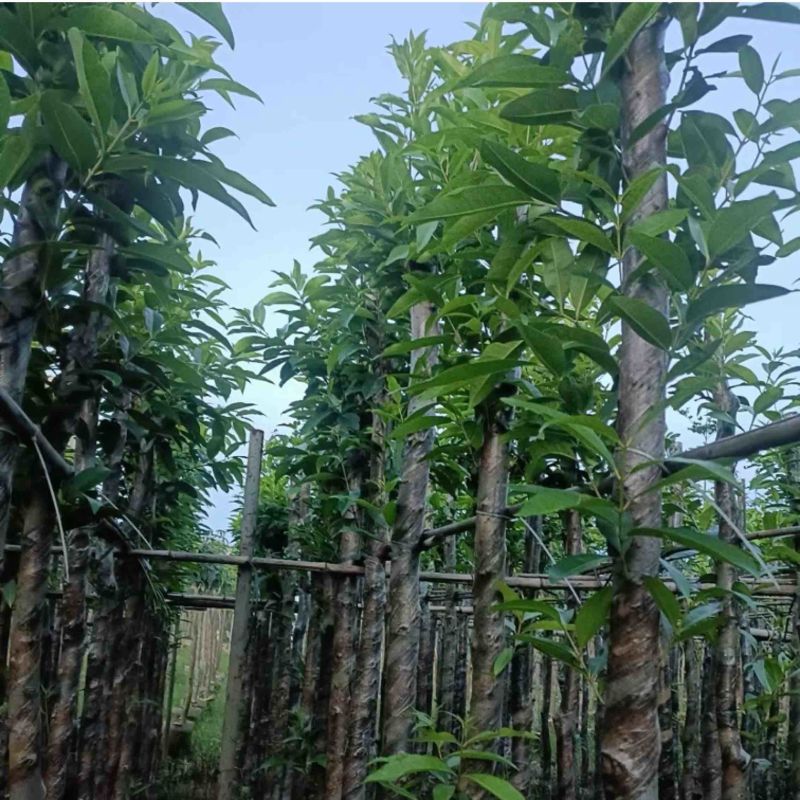 水翁树5～20公分基地直销规格齐全欢迎老板来电洽谈