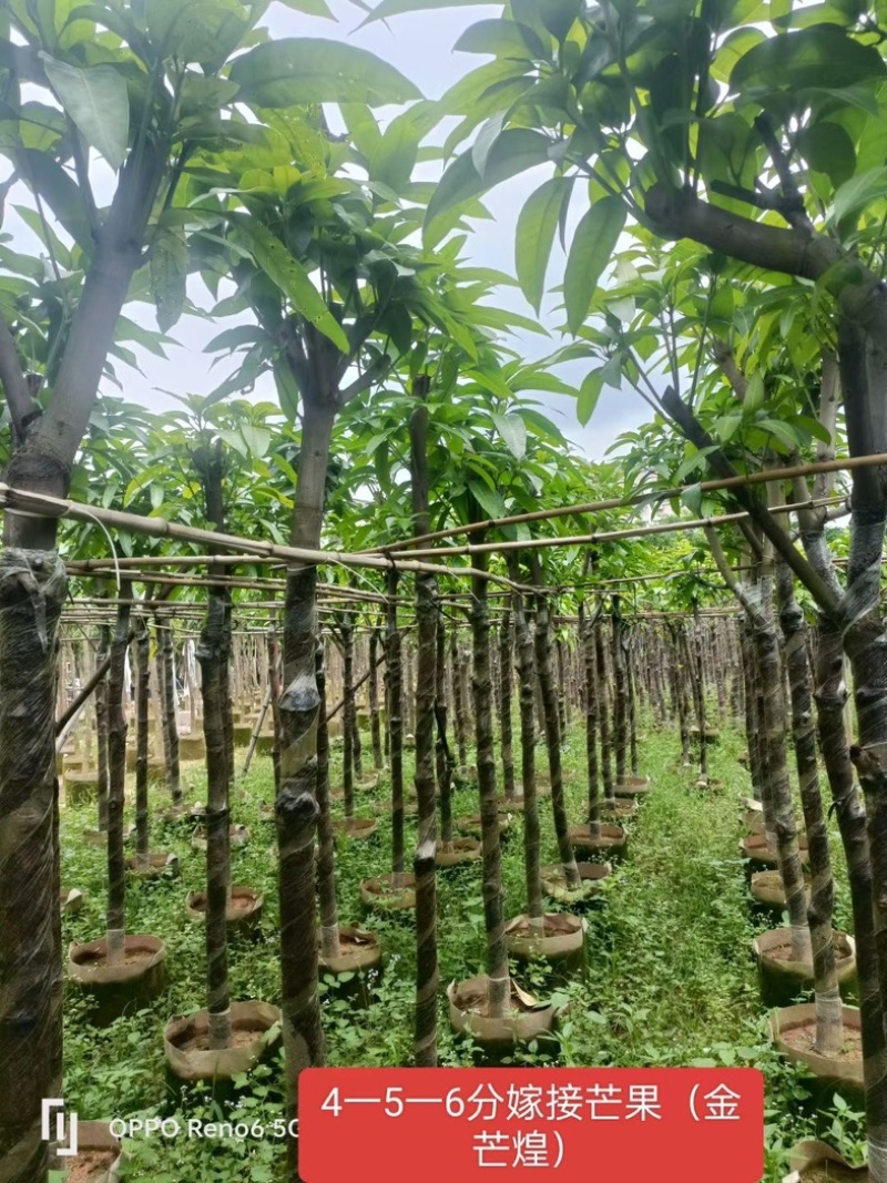 嫁接芒果苗/金煌芒4～6公分基地直销规格齐全