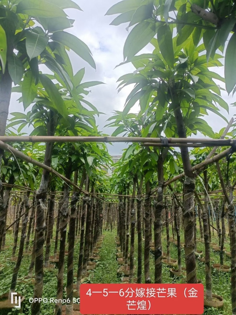 嫁接芒果苗/金煌芒4～6公分基地直销规格齐全