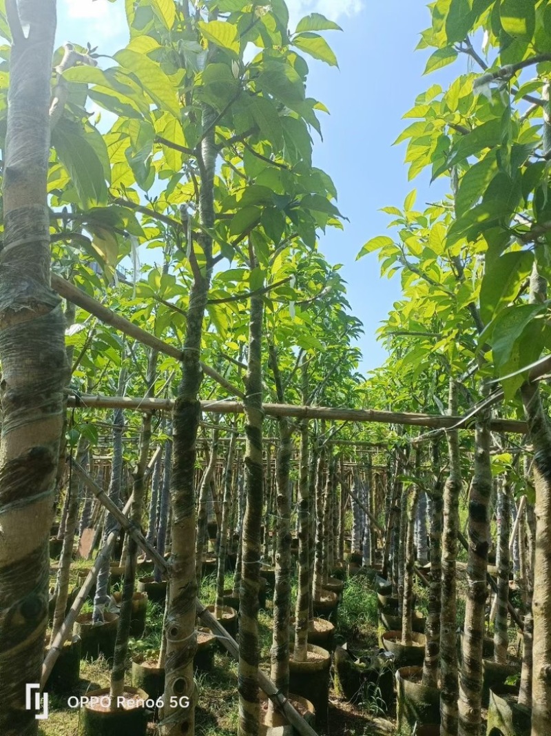 光杆白玉兰5～8公分基地直销规格齐全欢迎老板来电咨询