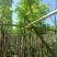 光杆白玉兰5～8公分基地直销规格齐全欢迎老板来电咨询