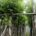 海南葡萄树10～15公分基地直销规格齐全欢迎老板来电