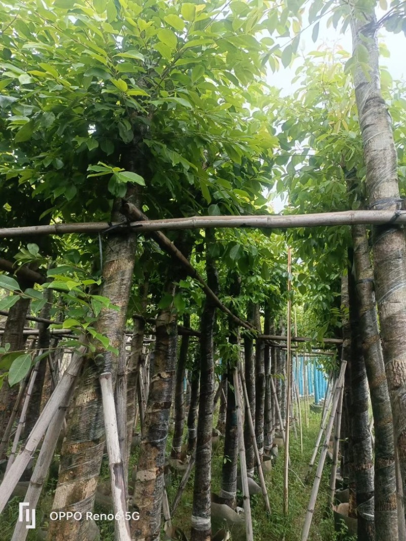 海南葡萄树10～15公分基地直销规格齐全欢迎老板来电