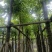 海南葡萄树10～15公分基地直销规格齐全欢迎老板来电