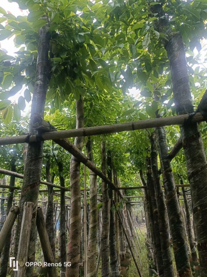 海南葡萄树10～15公分基地直销规格齐全欢迎老板来电