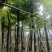 海南葡萄树10～15公分基地直销规格齐全欢迎老板来电