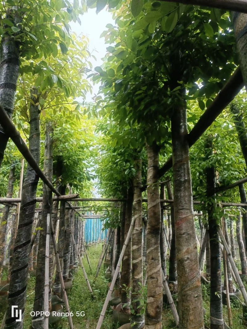 海南葡萄树10～15公分基地直销规格齐全欢迎老板来电