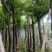 海南葡萄树10～15公分基地直销规格齐全欢迎老板来电