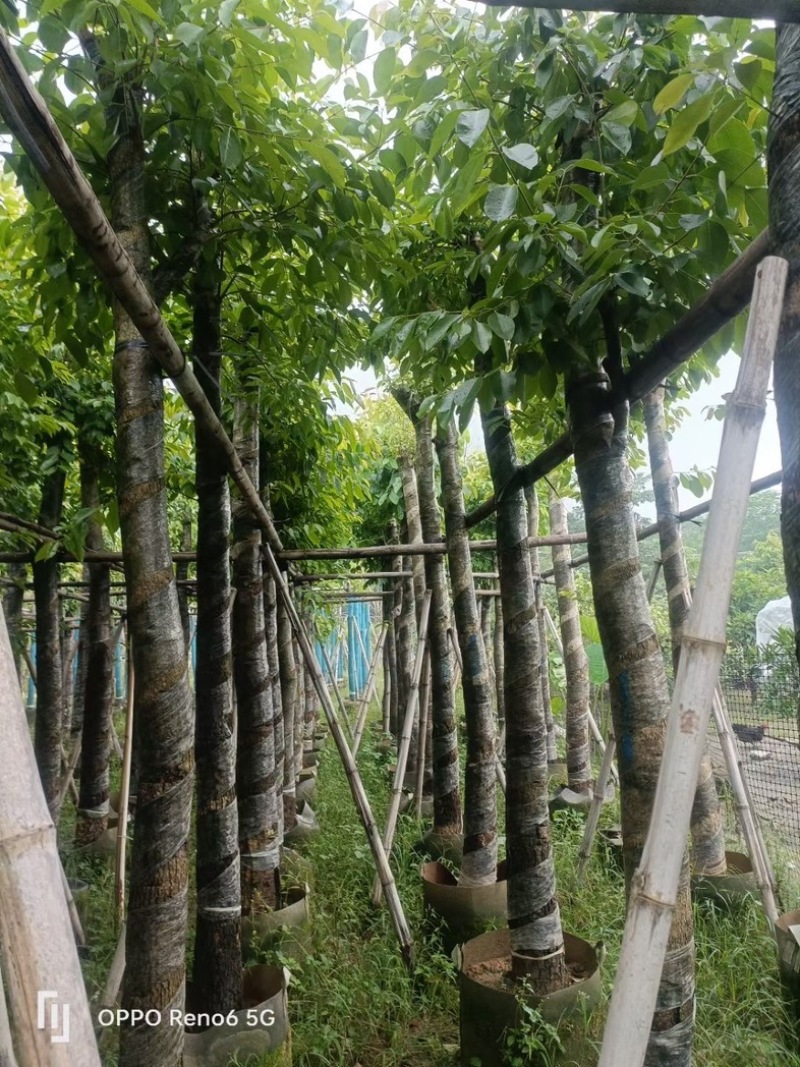 海南葡萄树10～15公分基地直销规格齐全欢迎老板来电