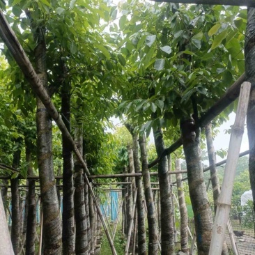 海南葡萄树10～15公分基地直销规格齐全欢迎老板来电