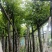 海南葡萄树10～15公分基地直销规格齐全欢迎老板来电