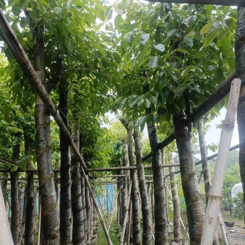 海南葡萄树10～15公分基地直销规格齐全欢迎老板来电