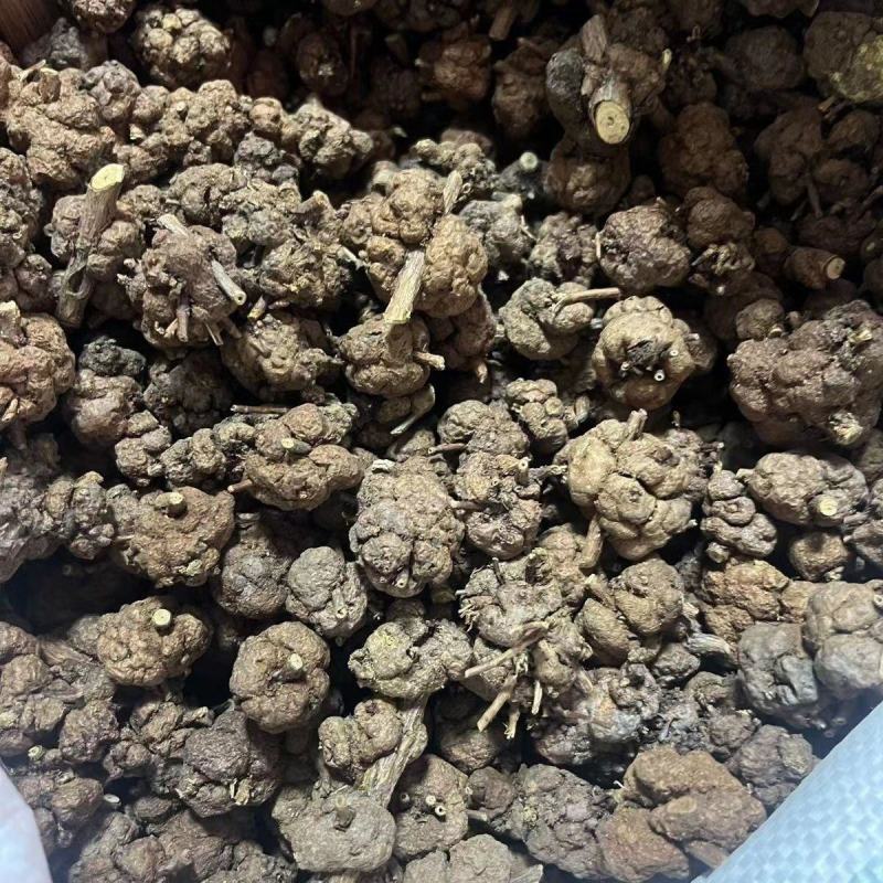 中药材猫爪草