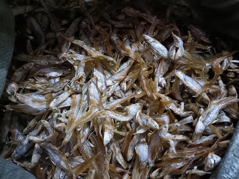 毛刀鱼干