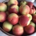 珍珠枣油桃产地直供现摘现发品质保证价格优惠全国发货
